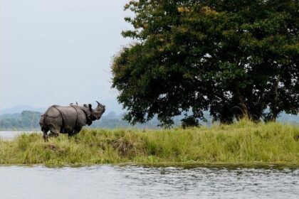PM Modi launches Kaziranga Elevated Corridor wildlife-friendly highway project in Assam