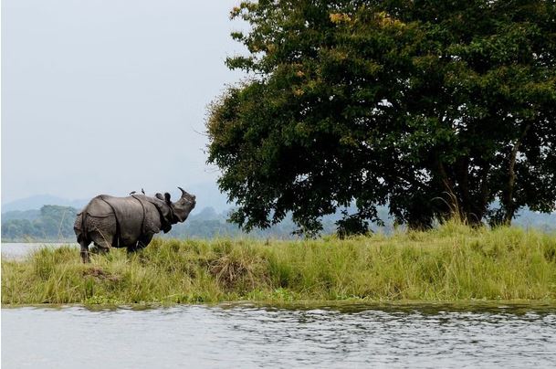PM Modi launches Kaziranga Elevated Corridor wildlife-friendly highway project in Assam